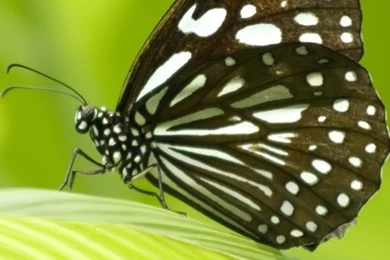 iPhone 4 Butterfly Wallpapers 03