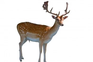 Deer On White Backgrounds Free Stock Photo   Public Domain Pictures