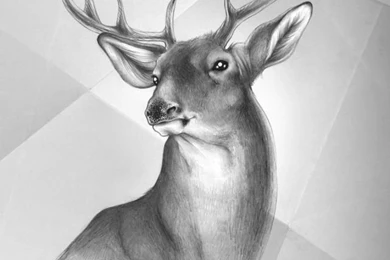 Gallery For   Deer Wallpapers For Iphone