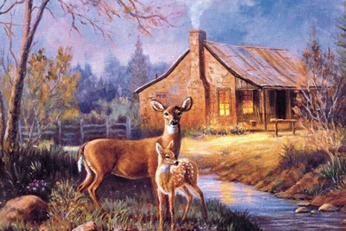 Deer Wallpapers: Fawn Wanting Drink Animal Thirsty Young Water ...