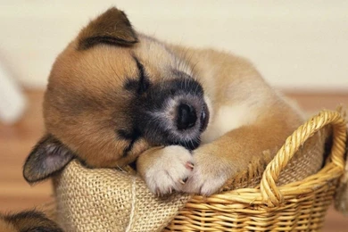 Cute Puppies Sleeping Wallpapers