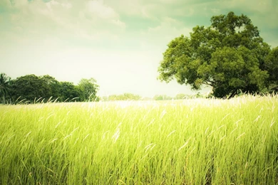 Grass HD Wallpapers
