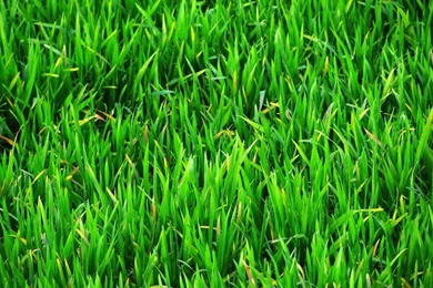 Gallery For   Rafia Wallpapers