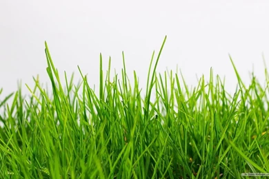 Free Wallpapers   Free Nature Wallpapers   Grass Football Pitches ...