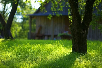 1920x1080 Summer Garden Green Grass Wallpapers