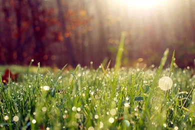 Amazing Morning Wallpaper Drops Image Grass Picture.jpg