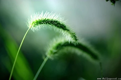 Wallpapers And Backgrounds 1080: Grass Wallpapers And Backgrounds 1080