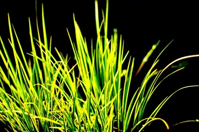 3D Grass Wallpapers
