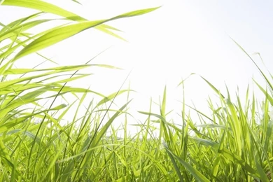 Free Wallpapers   Free Nature Wallpapers   Green Grass 2 Wallpapers ...