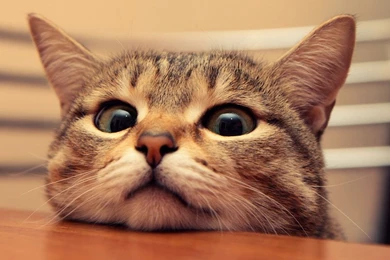 Gallery For   Cute Cat Wallpapers For Desktop