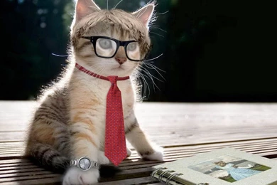 Cats Genius Cat Kitty Nice Desktop Backgrounds ~ Cats For HD 16:9 ...