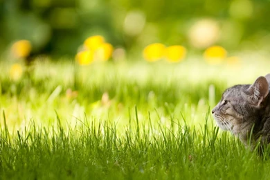 Cats HD Wallpapers Download Free Full HD Cats Wallpapers ...