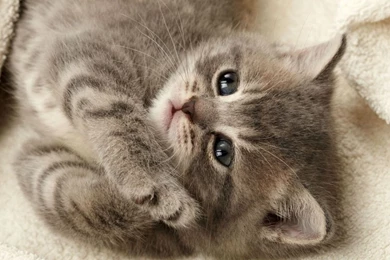 Nice Paws Animal Cat Feline Kitten Paw Cute Nastol Ua 7247 Cats ...