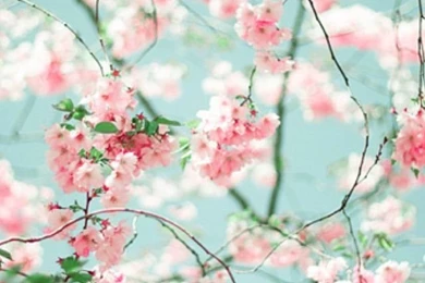 Flowers On Pinterest