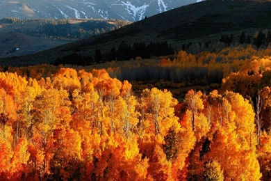 Download Wallpapers 1920x1080 Autumn, Trees, Gold, Mountains, Light ...