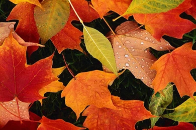 Fruits Wallpapers   HD Desktop Backgrounds   Page 52