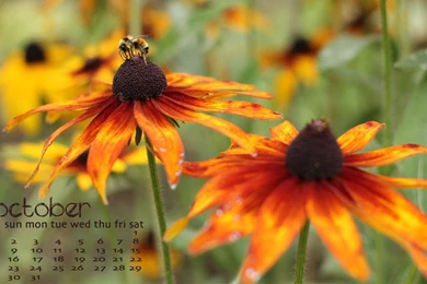 October Wallpapers   Ali's American Adventures