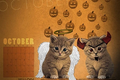 October Kitten Wallpapers Desktop Free 917374