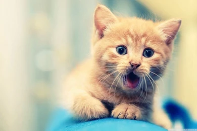 Kitty HD Desktop Wallpapers : High Definition : Fullscreen : Mobile