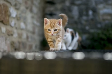 Cute Kitty Cat Wallpapers