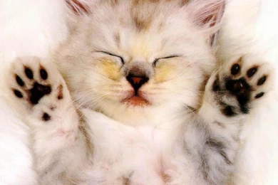 Kitty Cat Wallpapers   Christian Wallpapers And Backgrounds