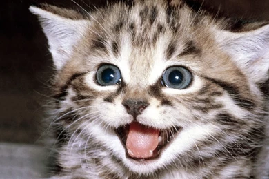 Kitty Cat Wallpapers