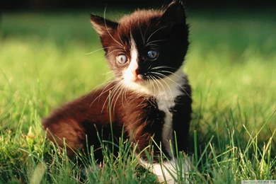 Romantic_kitten wallpaper 1920x1080.jpg