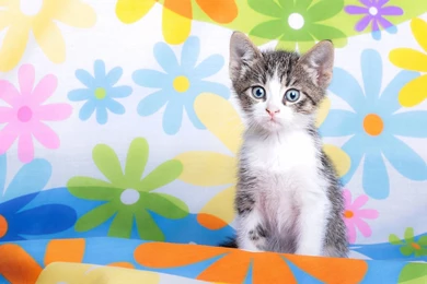 Kitty   Cats Wallpapers (35832043)   Fanpop