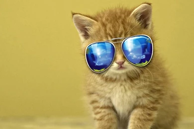 Cool Cat Wallpapers >> Backgrounds With Quality HD