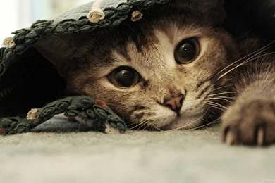 Sweet Kitty Wallpapers   Cats Wallpapers