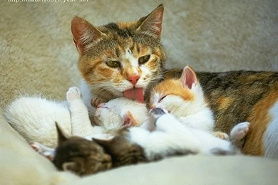 Super Cute Little Kittens Wallpapers 56   Wallcoo.net