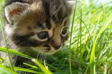 News And Entertainment: Kitty Cats (Jan 01 2013 05:25:58)