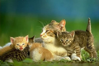 Super Cute Little Kittens Wallpapers 44   Wallcoo.net