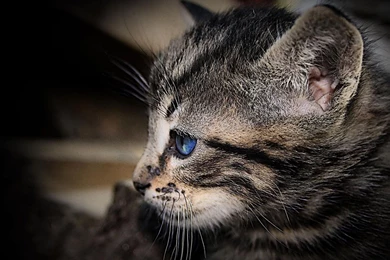 Cat Wallpapers, Pussycat Images, Kitty, Cat Love, Cute Cat ...