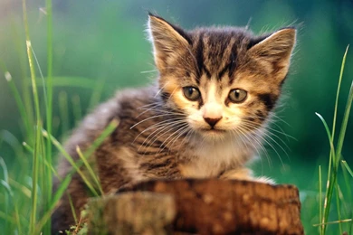 Hairy Cats, Cat Wallpapers, Pussy, Kitty, Cat Eye, 1920x1080 ...