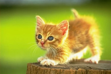 Super Cute Little Kittens Wallpapers 6   Wallcoo.net