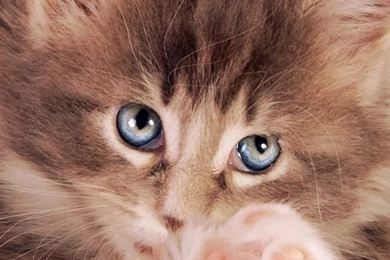 Kitty Cat HD Desktop Wallpapers : Widescreen : High Definition ...