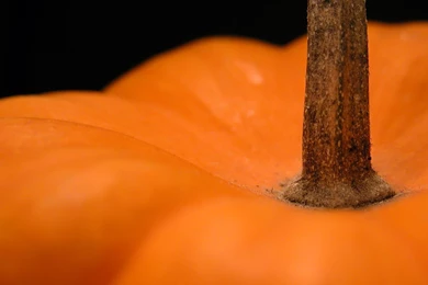 Pumpkin Wallpapers HD 3788 1920 X 1200   WallpaperLayer.com