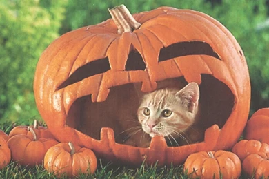Gallery For   Free Cat Halloween Wallpapers