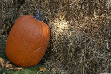 Pumpkin HD Desktop Wallpapers : High Definition : Mobile