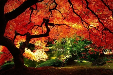 Gallery For   Beautiful Autumn Trees Wallpapers