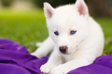 Download Husky Puppy Wallpaper Images
