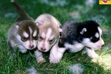 Threepups 1024   The Dog Wallpapers   Best The Dog Wallpapers Gallery