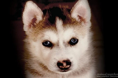 Husky Puppy   Puppies Wallpapers (13985177)   Fanpop