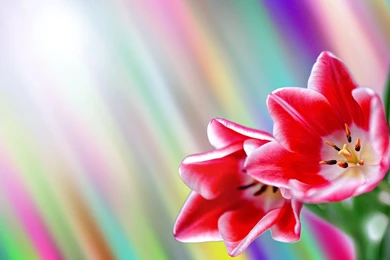 Springtime Backgrounds   1337492