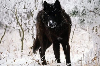 Wallpapers Wolves Animals Image