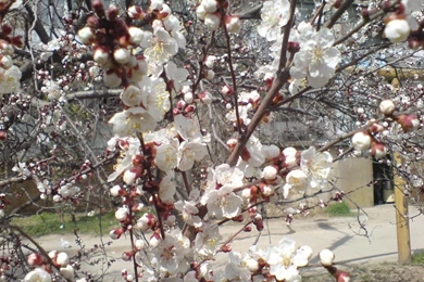 Springtime Backgrounds Wallpapers   139114