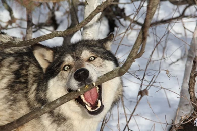 Wolf biting into the tree branch 51799 1920x1200.jpg