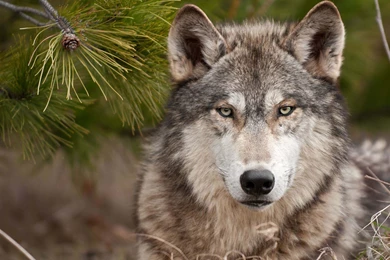 Gallery For   Animal Wallpapers Wolves