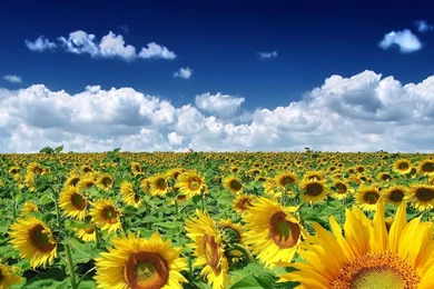 Download This Awesome Wallpapers